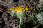 Ccottony goldenaster